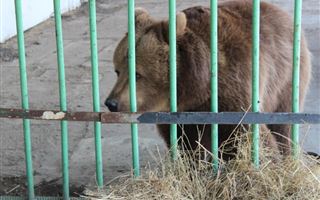 18,5 миллионов тенге по решению суда выплатит пострадавшим владелец базы отдыха, на которой медведица покусала ребенка