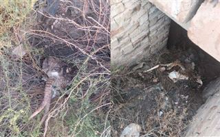 В Акмолинской области мужчина застрелил сайгака 