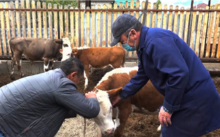 Со следующего года казахстанские ветеринары станут больше получать