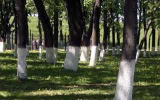 В Казахстане может сорваться проект по посадке 2 млрд деревьев – Смаилов