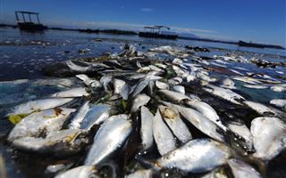 В СКО назвали причину гибели рыбы на двух озерах