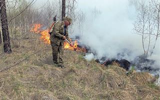 В Восточном Казахстане ученые ищут способы восстановления леса после природных пожаров