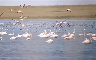"Около 5 тыс. фламинго" - краснокнижные птицы попали на видео в Коргалжынском заповеднике