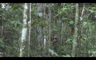"Самый одинокий человек в мире" скончался в джунглях Бразилии