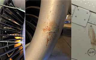 С начала года на рейсах Air Astana произошло 99 случаев столкновения с птицами