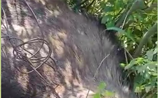В Костанайской области спасли лося, который запутался в проволоке