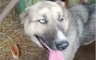 В Казнете появилось видео с собакой, с которой застукали усть-каменогорского зоофила