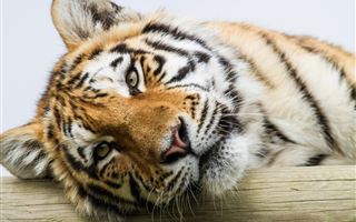 В 2025 году в дикую природу Казахстана выпустят амурского тигра