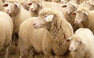 Более 120 овец сбил грузовой поезд в Алматинской области