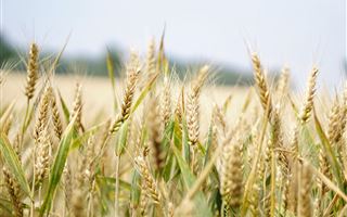 В Беларуси запретили вывозить зерно за пределы страны на 6 месяцев