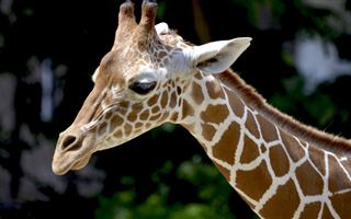 В Алматинском зоопарке выбрали имя малышу жирафу