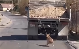 Водитель привязал собаку к грузовику и тащил животное