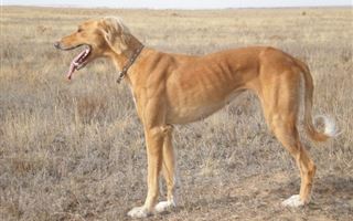 В Казахстане появится отдельный закон для сохранения пород собак тазы и тобет
