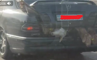 Водитель перевозил трёх баранов в незакрывающемся багажнике в Алматы - видео