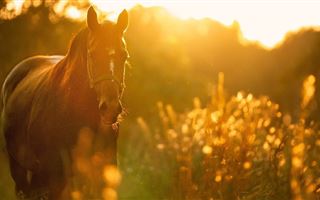 Шестилетний ребенок погиб, упав с лошади в Жетысуской области