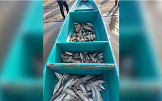 В Атырауской области у браконьеров изъяли около 2 тонн рыбы