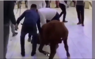 В банкетный зал во время тоя в Кызылорде привели живого быка - видео