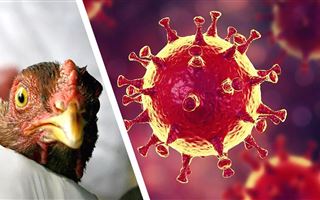 В Европе произошла крупнейшая вспышка птичьего гриппа