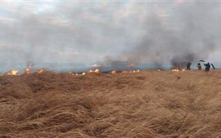 Сухая трава и камыш горят в степи в Павлодарской области