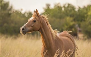 В Павлодарской области в ДТП из-за лошади погибли два человека