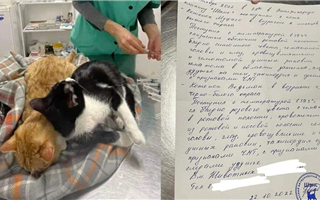 Житель Алматы заставил смотреть свою девушку, как душил её котят