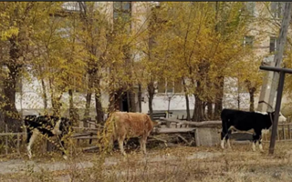 "Весь посёлок в..." - жители Павлодарской области жалуются на коров, которые пасутся, где захотят