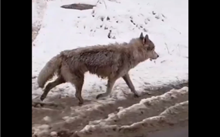 В Казнете гуляет видео с волком, гуляющим по городу в Костанайской области