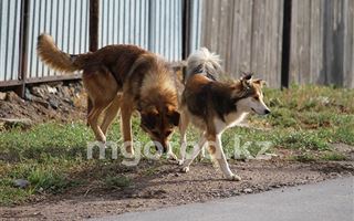 Бродячие собаки напали на жительницу Уральска