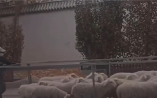 Пастух, придумавший передвижной загон для овец, покорил соцсети