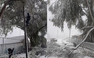 Деревья повалило из-за снега в Уральске