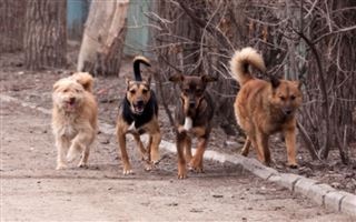 В Алматинской области бродячие собаки атакуют людей