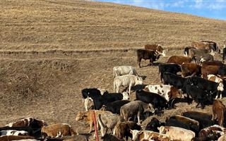 Из Казахстана в Кыргызстан пытались незаконно перегнать коров