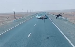 "GTA по-казахски" - казахстанцев возмутила погоня полиции за лошадьми 