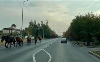 Жителей Алматы возмущает табун лошадей, которые выходят пастись на проспекте Аль-Фараби