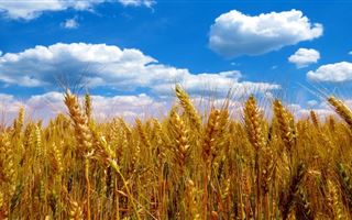 О влиянии ситуации в Украине на экспорт казахстанской пшеницы