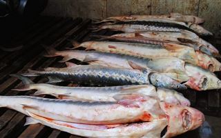 Пара попалась на продаже краснокнижной рыбы в Актау