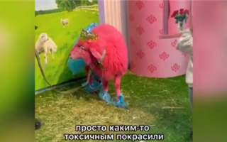 Алматинцев возмутила розовая живая овца в одном из торговых центров