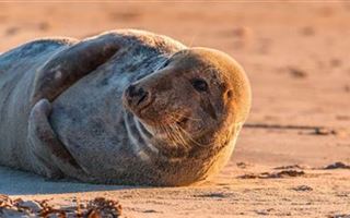 Количество погибших тюленей на побережье Каспийского моря выросло