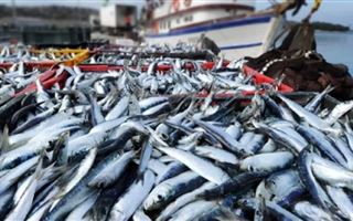 В РК введут НДС на промысловое рыболовство