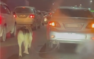 Казахстанцев возмутил водитель, который заставил собаку бежать на веревке за автомобилем