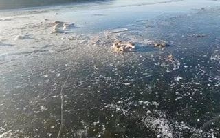 В ЗКО около 20 сайгаков вмерзли в лед в реке