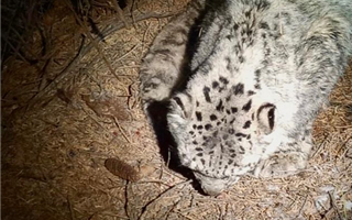 Самка барса умерла из-за пакета в зоопарке Алматы
