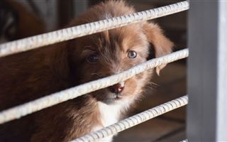 В Алматы выпускают отловленных собак