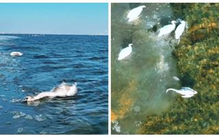Мертвых лебедей сняли на видео на озере Караколь 