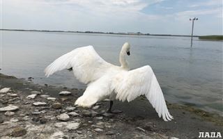 Специалисты озвучили предварительную причину гибели лебедей на озере Караколь