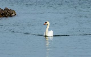 В Минэкологии назвали причины гибели лебедей на озере Караколь
