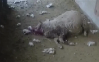 Бродячий питбуль перебил овец в Алматы