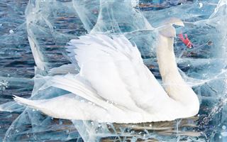 Казахстанских чиновников не волнует, сколько погибло лебедей во льдах