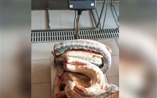 90 кг рыбы осетровых пород изъяли у жительницы Атырау