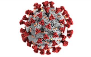 181 человек заболели коронавирусом за сутки